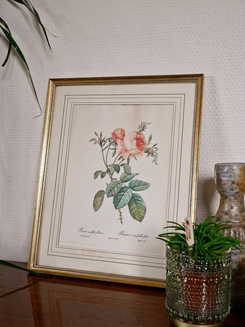 Cadre ancien lithographie florale