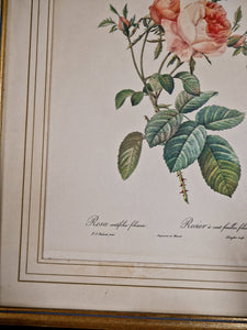 Cadre ancien lithographie florale