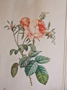 Cadre ancien lithographie florale
