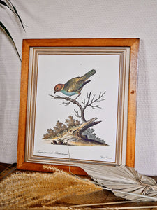 Cadre illustration oiseau