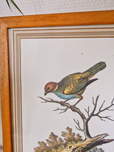 Charger l&#39;image dans la galerie, Cadre illustration oiseau
