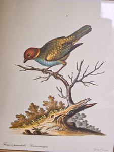 Cadre illustration oiseau